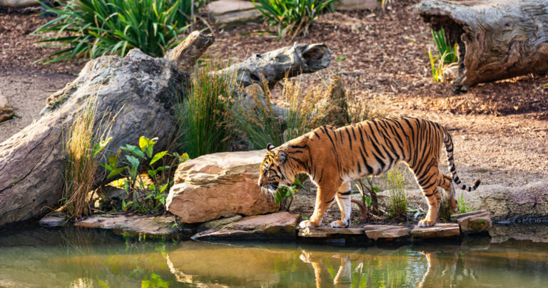 parc zoologique